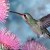  kolibri
